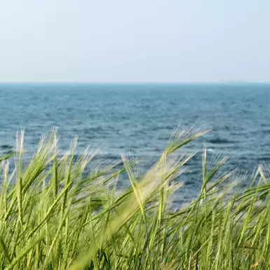Ein grünes Feld mit Küstengerste vorm Wasser.