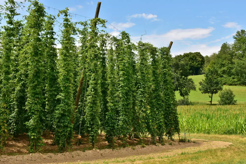 Viele Ranken von Hopfenpflanzen in einem Anbaugebiet.