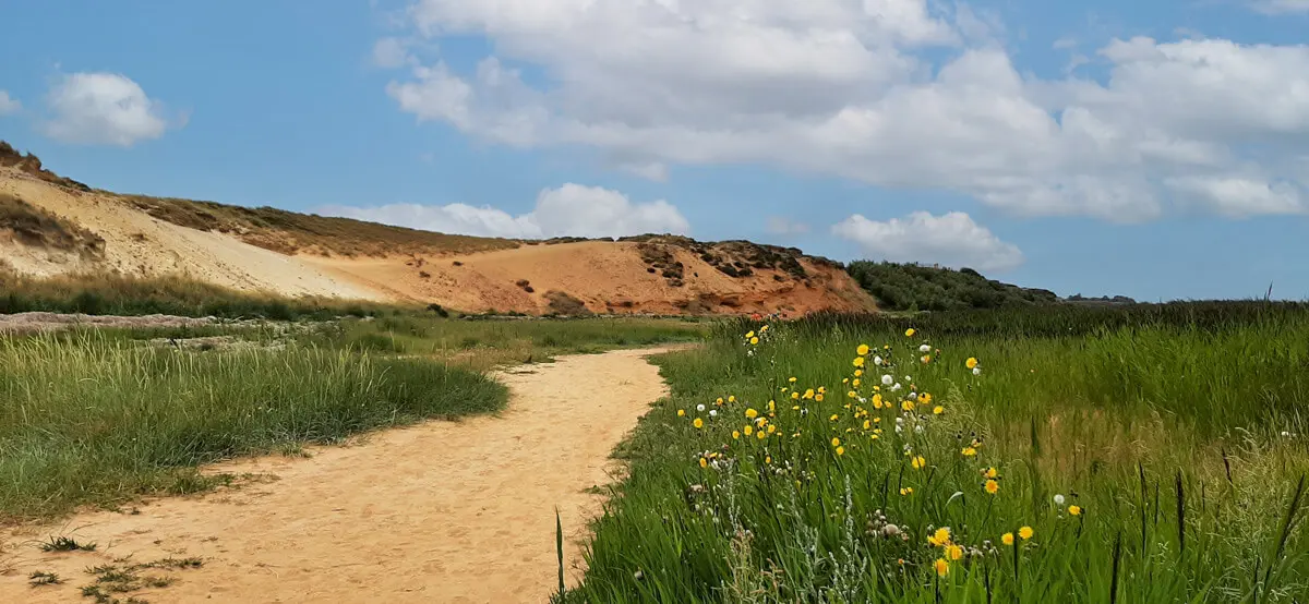 Sandweg durch grüne Dünen auf Sylt mit gelben Wildblumen unter blauem Himmel.
