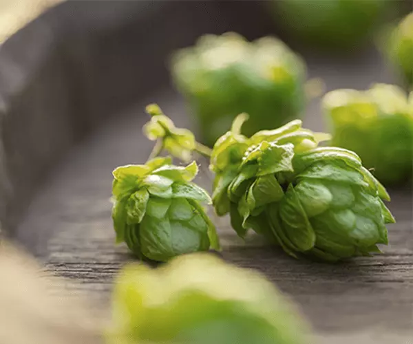 Geerntete Hopfendolden in Nahaufnahme.