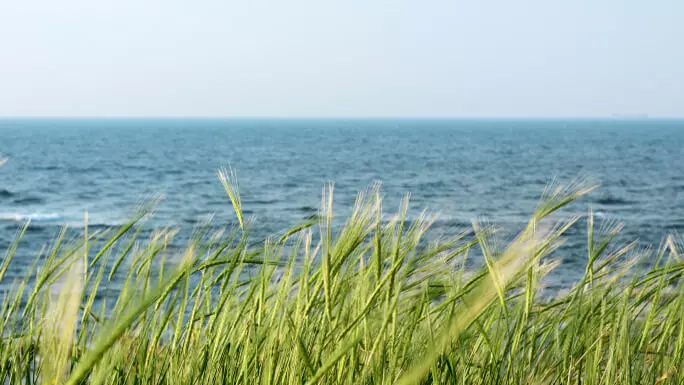 Ein grünes Feld mit Küstengerste vorm Wasser.