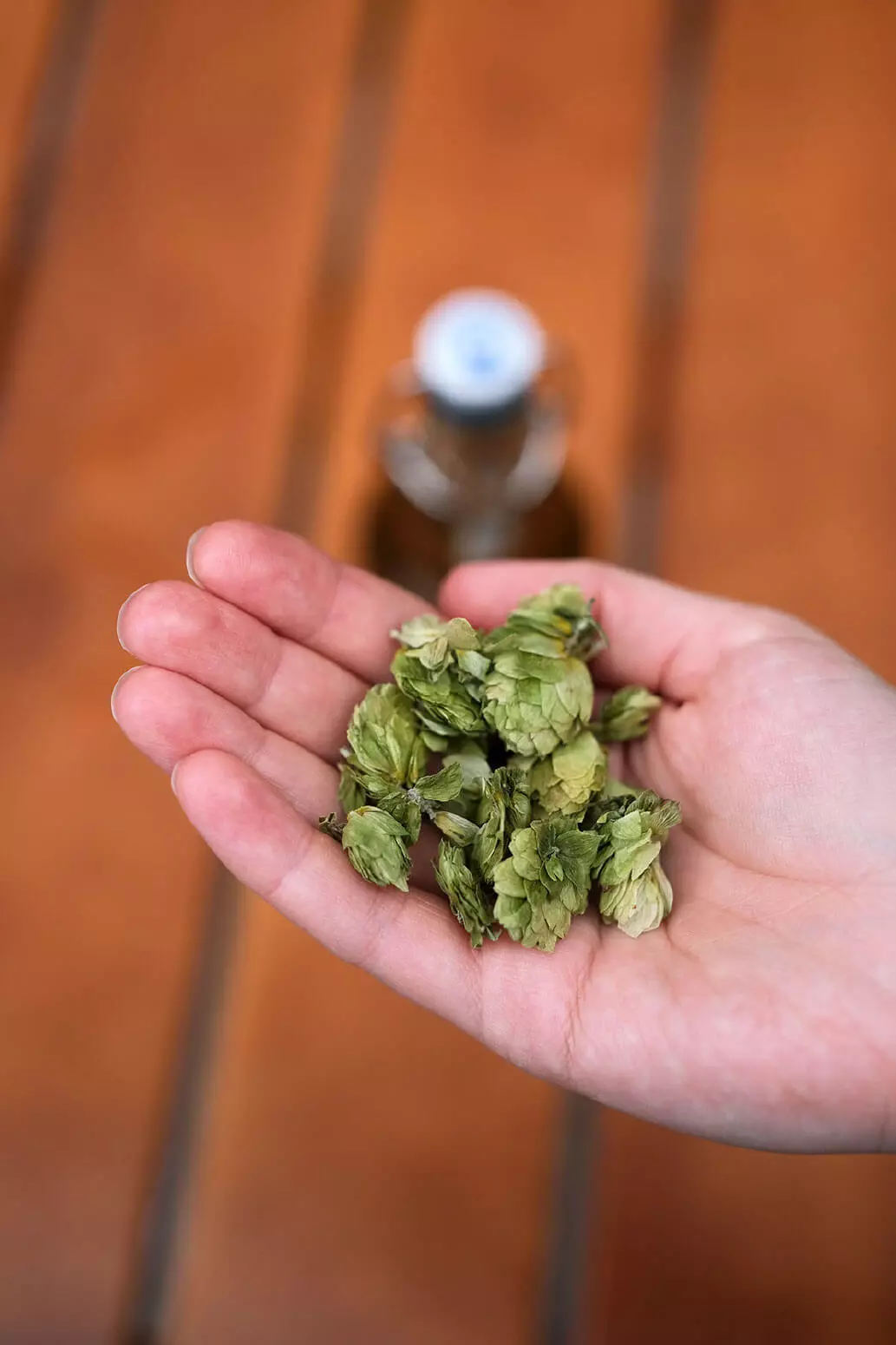 Eine Hand mit Hopfendolden, dahinter eine Flasche Flensburger Bier auf einem Holtisch.