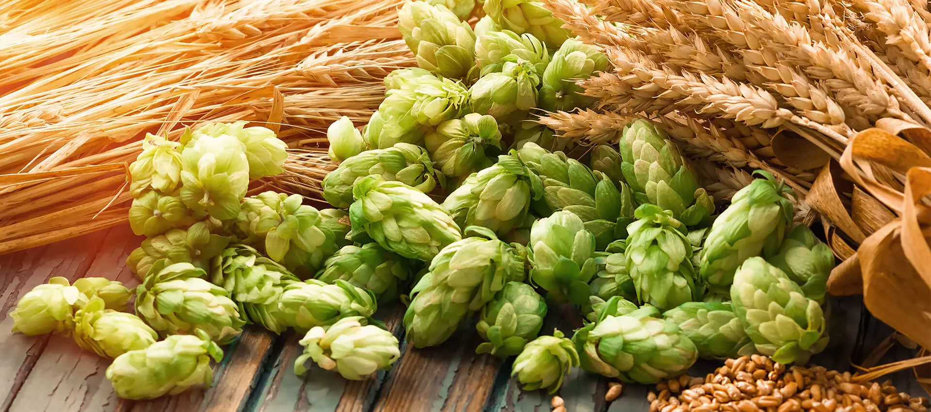 Hopfen und Gerste auf einem Tisch.