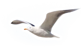 Fliegende Möwe.