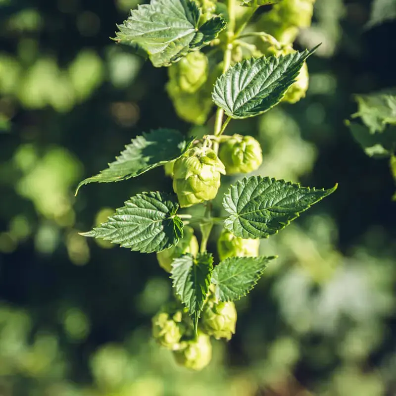 Arm eine Ranke einer Hopfenpflanze.