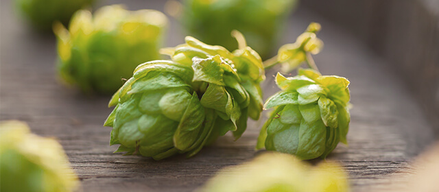 Hopfendolden