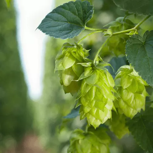 Hopfendolden an der grünen Pflanze.